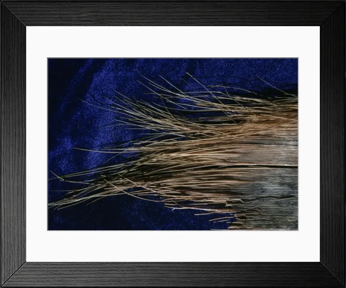 Framed Print : Fin Whale Balaan close-up. Rorqual Whale Framed Print : Fin Whale Balaan close-up. Rorqual Whale