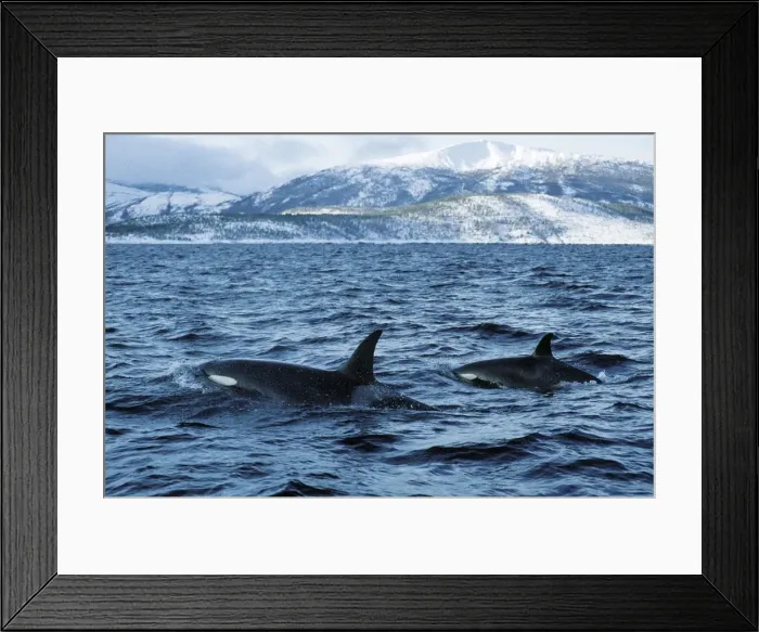 Framed Print : Killer whale - this population of killer whales feed on herring. In the autumn, schools of herring enter fjords of the NW coast of Norway and pods of killer whales follow the herring Framed Print : Killer whale - this population of killer whales feed on herring. In the autumn, schools of herring enter fjords of the NW coast of Norway and pods of killer whales follow the herring