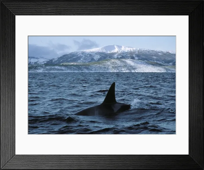 Framed Print : Killer whale - this population of killer whales feed on herring. In the autumn, schools of herring enter fjords of the NW coast of Norway and pods of killer whales follow the herring Framed Print : Killer whale - this population of killer whales feed on herring. In the autumn, schools of herring enter fjords of the NW coast of Norway and pods of killer whales follow the herring