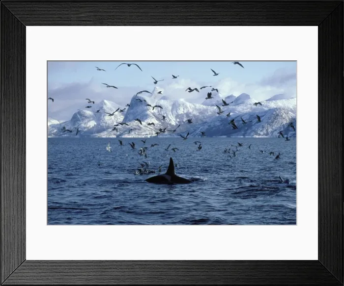 Framed Print : Killer whale - feeding, with gulls hovering around and trying to catch some herrings at the surface. This population of killer whales feed on herring. In the autumn