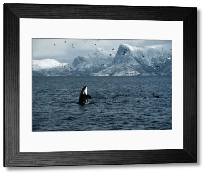 Framed Print : Killer Whale - this population of killer whales feed on herring. In the autumn, schools of herring enter fjords of the NW coast of Norway and pods of killer whales follow the herring Framed Print : Killer Whale - this population of killer whales feed on herring. In the autumn, schools of herring enter fjords of the NW coast of Norway and pods of killer whales follow the herring