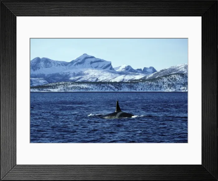 Framed Print : Killer Whale - this population of killer whales feed on herring. In the autumn, schools of herring enter fjords of the NW coast of Norway and pods of killer whales follow the herring Framed Print : Killer Whale - this population of killer whales feed on herring. In the autumn, schools of herring enter fjords of the NW coast of Norway and pods of killer whales follow the herring