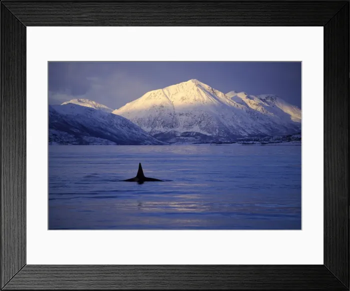 Framed Print : Killer Whale - this population of killer whales feed on herring. In the autumn, schools of herring enter fjords of the NW coast of Norway and pods of killer whales follow the herring Framed Print : Killer Whale - this population of killer whales feed on herring. In the autumn, schools of herring enter fjords of the NW coast of Norway and pods of killer whales follow the herring