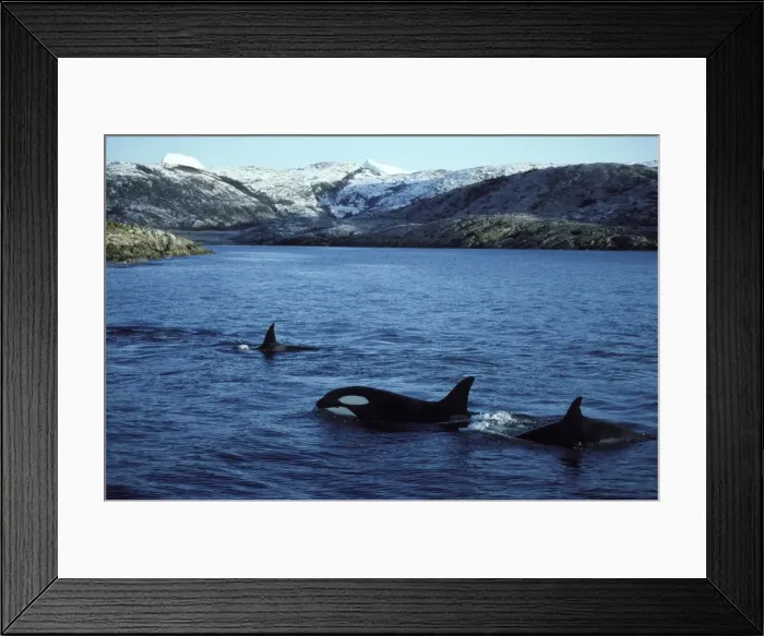 Framed Print : Killer Whale - pod traveling near shore. This population of killer whales feed on herring. In the autumn, schools of herring enter fjords of the NW coast of Norway and pods of killer whales follow the herring Framed Print : Killer Whale - pod traveling near shore. This population of killer whales feed on herring. In the autumn, schools of herring enter fjords of the NW coast of Norway and pods of killer whales follow the herring