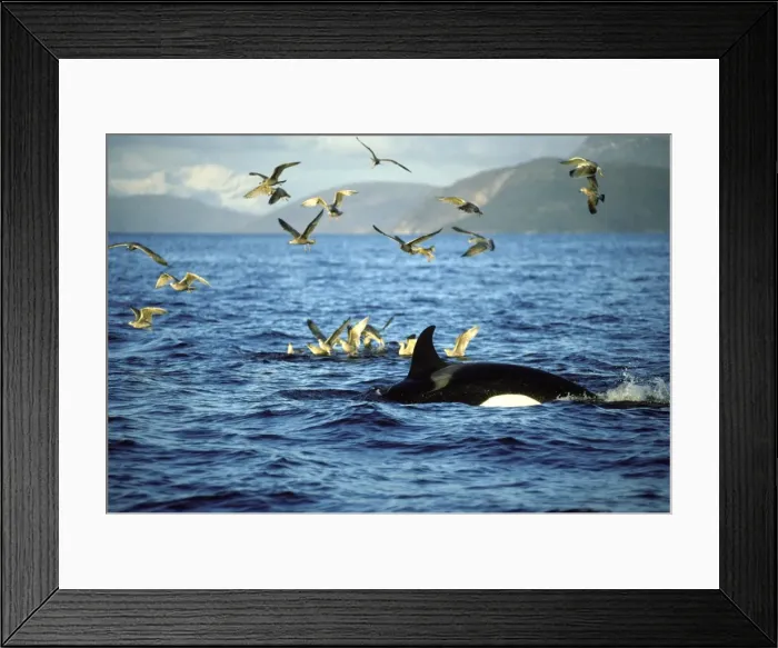 Framed Print : Killer Whale - this population of killer whales feed on herring. In the autumn, schools of herring enter fjords of the NW coast of Norway and pods of killer whales follow the herring Framed Print : Killer Whale - this population of killer whales feed on herring. In the autumn, schools of herring enter fjords of the NW coast of Norway and pods of killer whales follow the herring