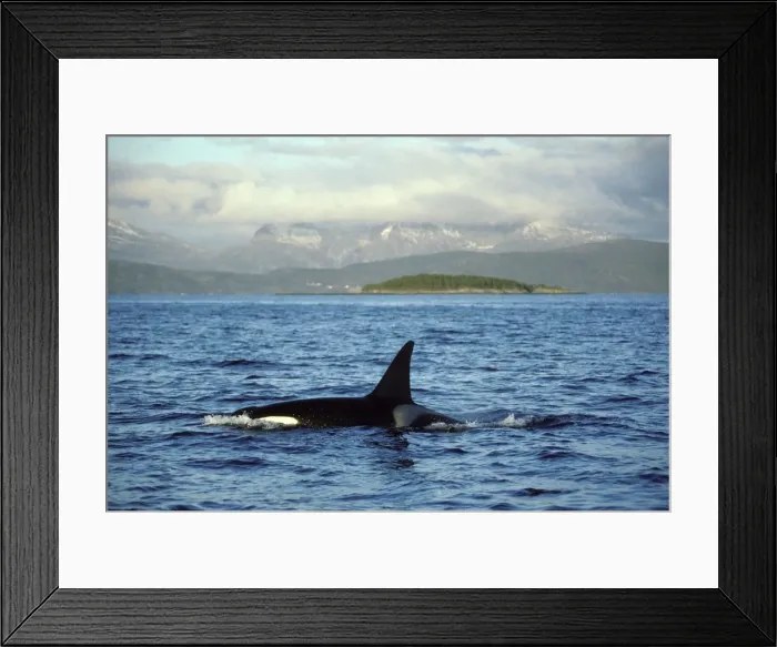 Framed Print : Killer Whale - this population of killer whales feed on herring. In the autumn, schools of herring enter fjords of the NW coast of Norway and pods of killer whales follow the herring Framed Print : Killer Whale - this population of killer whales feed on herring. In the autumn, schools of herring enter fjords of the NW coast of Norway and pods of killer whales follow the herring