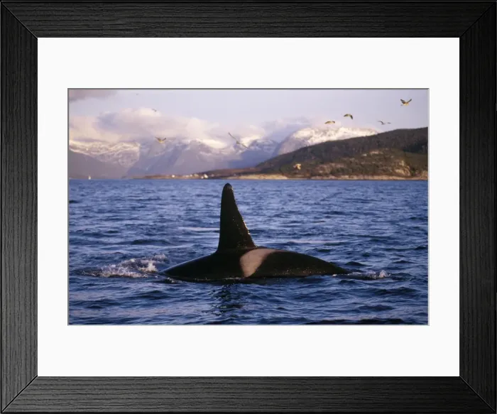 Framed Print : Killer Whale - this population of killer whales feed on herring. In the autumn, schools of herring enter fjords of the NW coast of Norway and pods of killer whales follow the herring Framed Print : Killer Whale - this population of killer whales feed on herring. In the autumn, schools of herring enter fjords of the NW coast of Norway and pods of killer whales follow the herring