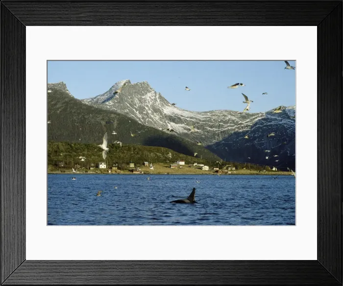 Framed Print : Killer Whale - this population of killer whales feed on herring. In the autumn, schools of herring enter fjords of the NW coast of Norway and pods of killer whales follow the herring Framed Print : Killer Whale - this population of killer whales feed on herring. In the autumn, schools of herring enter fjords of the NW coast of Norway and pods of killer whales follow the herring