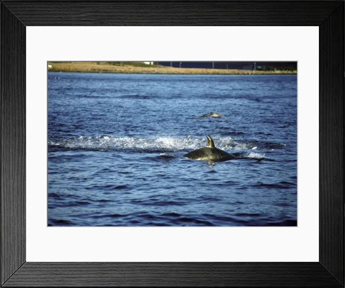 Framed Print : Killer Whale - this population of killer whales feed on herring. In the autumn, schools of herring enter fjords of the NW coast of Norway and pods of killer whales follow the herring Framed Print : Killer Whale - this population of killer whales feed on herring. In the autumn, schools of herring enter fjords of the NW coast of Norway and pods of killer whales follow the herring