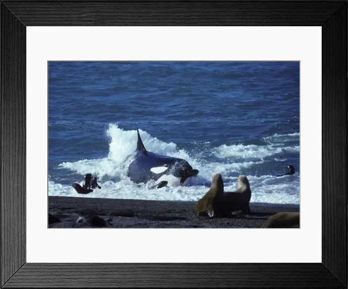 Framed Print : Killer whale / Orca - Hunting South American Sealion pups Photographed at Punta Norte, Valdes Peninsula, Patagonia, Argentina Framed Print : Killer whale / Orca - Hunting South American Sealion pups Photographed at Punta Norte, Valdes Peninsula, Patagonia, Argentina
