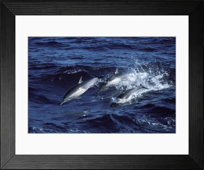 Framed Print : Long-beaked common dolphin Gulf of California (Sea of Cortez), Mexico Framed Print : Long-beaked common dolphin Gulf of California (Sea of Cortez), Mexico