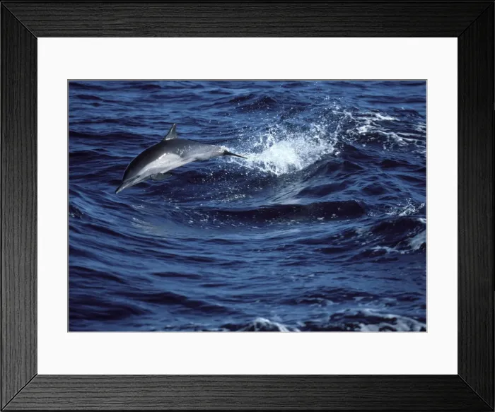 Framed Print : Long-beaked common dolphin Gulf of California (Sea of Cortez), Mexico Framed Print : Long-beaked common dolphin Gulf of California (Sea of Cortez), Mexico