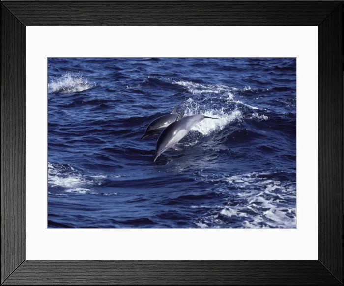 Framed Print : Long-beaked common dolphin Gulf of California (Sea of Cortez), Mexico Framed Print : Long-beaked common dolphin Gulf of California (Sea of Cortez), Mexico
