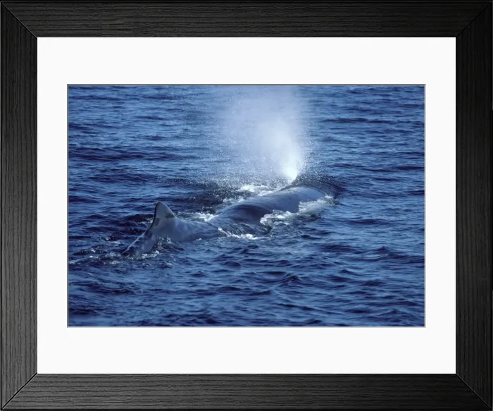 Framed Print : Sperm whale Photographed in the Gulf of California (Sea of cortez), Mexico CC 471 Framed Print : Sperm whale Photographed in the Gulf of California (Sea of cortez), Mexico CC 471