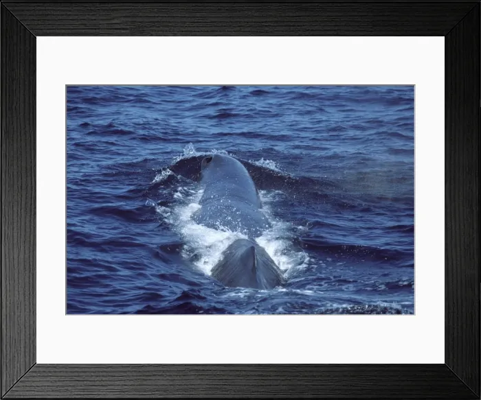 Framed Print : Sperm whale Photographed in the Gulf of California (Sea of Cortez), Mexico CC 494 Framed Print : Sperm whale Photographed in the Gulf of California (Sea of Cortez), Mexico CC 494