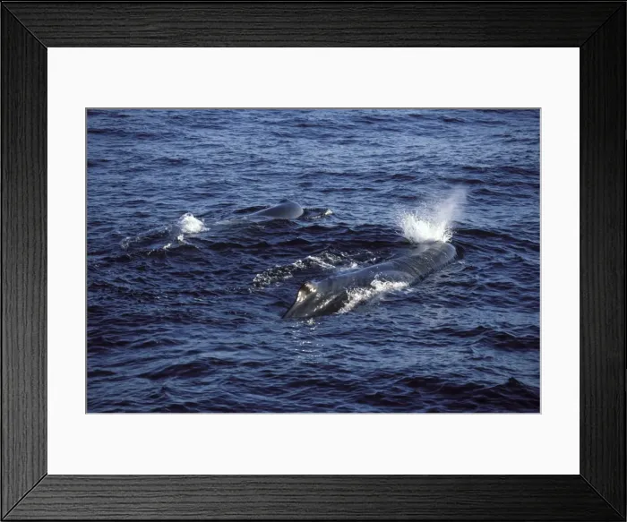Framed Print : Sperm whale Photographed in the Gulf of California (Sea of Cortez), Mexico CC 509 Framed Print : Sperm whale Photographed in the Gulf of California (Sea of Cortez), Mexico CC 509