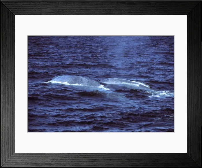 Framed Print : Blue whale - Mother (foreground) with calf or juvenile. Photographed in the Gulf of California (Sea of Cortez), Mexico CE 350 Framed Print : Blue whale - Mother (foreground) with calf or juvenile. Photographed in the Gulf of California (Sea of Cortez), Mexico CE 350