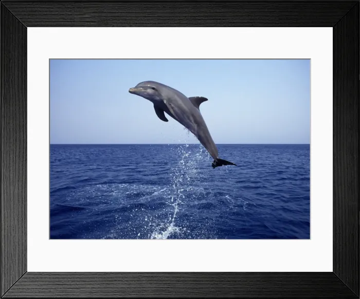 Framed Print : Bottlenose Dolphin - leaping Carribean. Off Roatan Island, Honduras, Central America Framed Print : Bottlenose Dolphin - leaping Carribean. Off Roatan Island, Honduras, Central America
