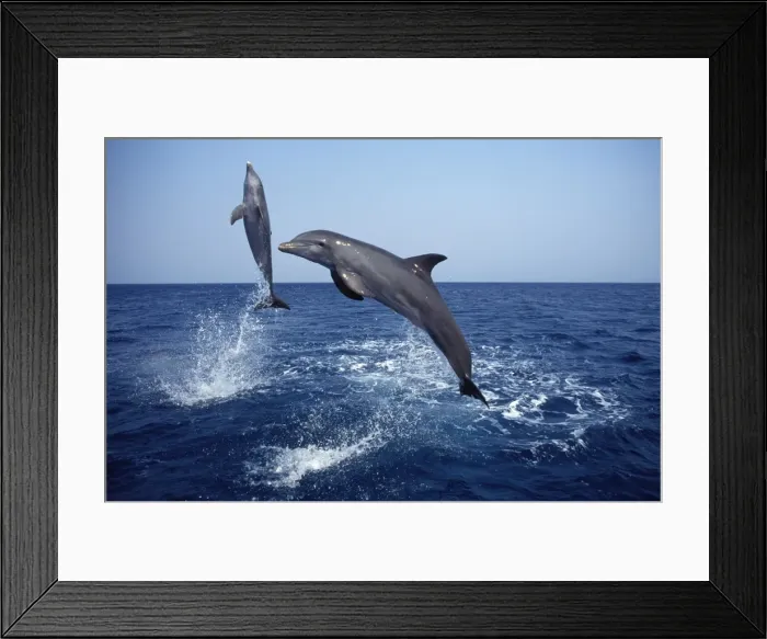 Framed Print : Bottlenose dolphin Carribean. Off Roatan Island, Honduras, Central America Framed Print : Bottlenose dolphin Carribean. Off Roatan Island, Honduras, Central America