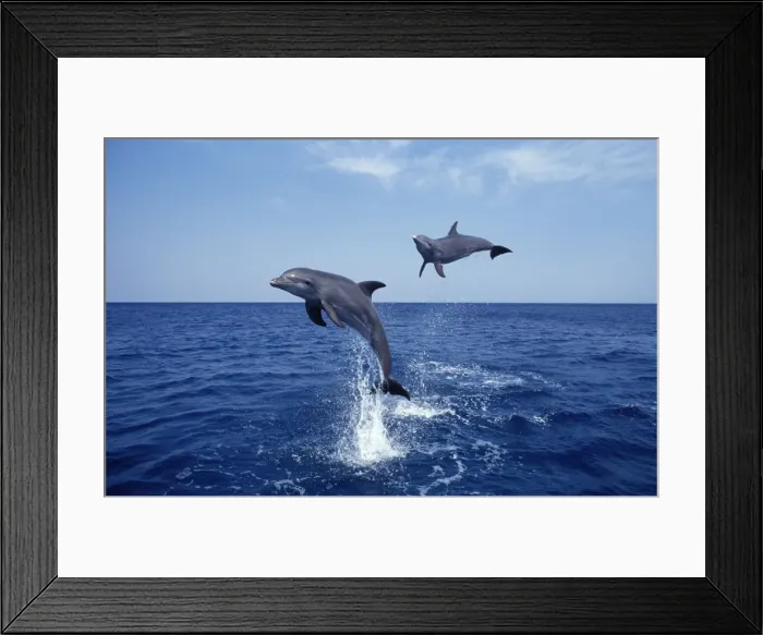 Framed Print : Bottlenose dolphin Carribean. Off Roatan Island, Honduras, Central America Framed Print : Bottlenose dolphin Carribean. Off Roatan Island, Honduras, Central America