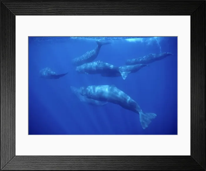 Framed Print : Sperm whale - Group of females and young. Azores, Portugal, north Atlantic Ocean Framed Print : Sperm whale - Group of females and young. Azores, Portugal, north Atlantic Ocean