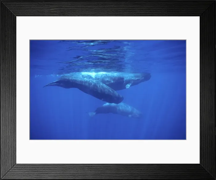 Framed Print : Sperm whale - Adult and young Azores, Portugal, North Atlantic Ocean Framed Print : Sperm whale - Adult and young Azores, Portugal, North Atlantic Ocean