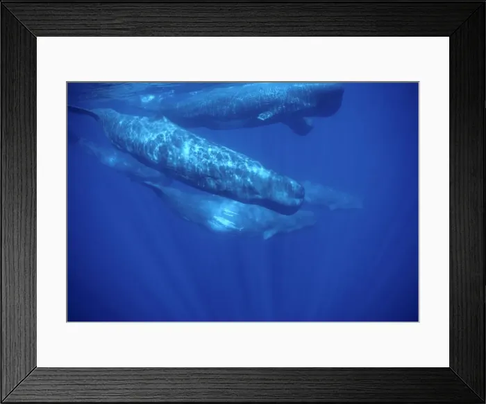 Framed Print : Sperm whale Near the Azores Islands (Portugal). North Atlantic Ocean Framed Print : Sperm whale Near the Azores Islands (Portugal). North Atlantic Ocean