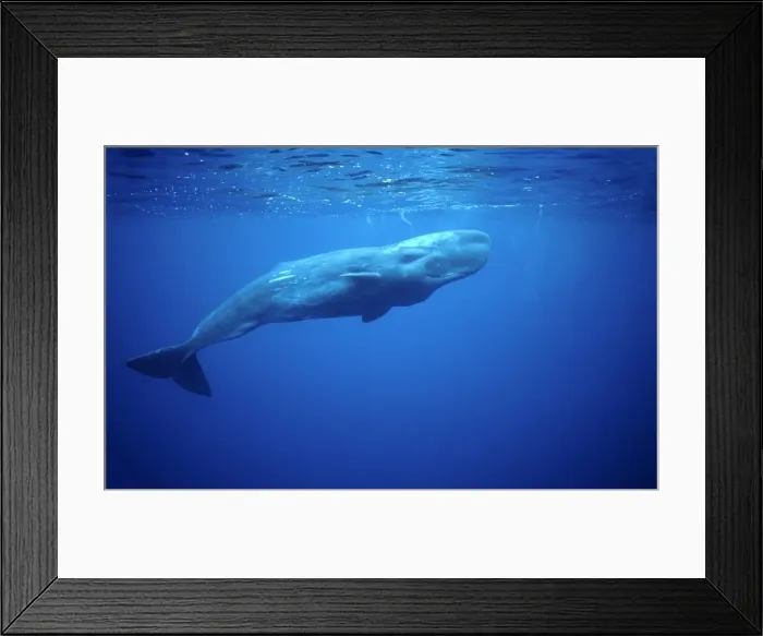 Framed Print : Sperm whale Azore Islands (Portugal), North Atlantic Ocean Framed Print : Sperm whale Azore Islands (Portugal), North Atlantic Ocean