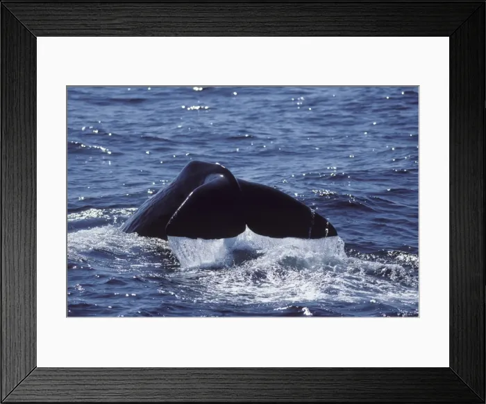 Framed Print : Sperm whale - Flukes Framed Print : Sperm whale - Flukes