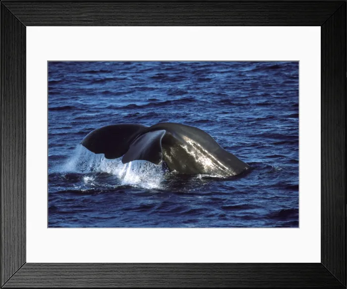 Framed Print : Sperm whale - flukes Photographed in the Gulf of California (Sea of Cortez), Mexico Framed Print : Sperm whale - flukes Photographed in the Gulf of California (Sea of Cortez), Mexico