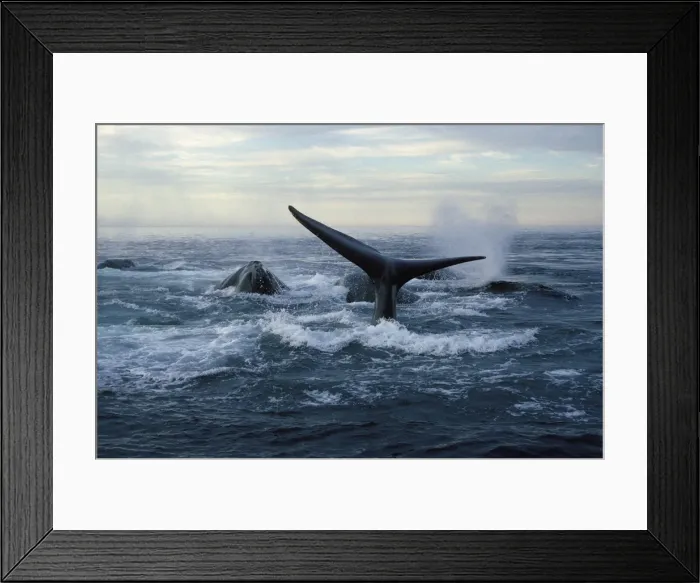 Framed Print : Northern Right Whale - Social group, at dusk, in the Bay of Fundy, New Brunswick, Canada. Sometimes up to 10 or 20 Right whales get together in large active groups, which may be mating groups, or simply social groups Framed Print : Northern Right Whale - Social group, at dusk, in the Bay of Fundy, New Brunswick, Canada. Sometimes up to 10 or 20 Right whales get together in large active groups, which may be mating groups, or simply social groups