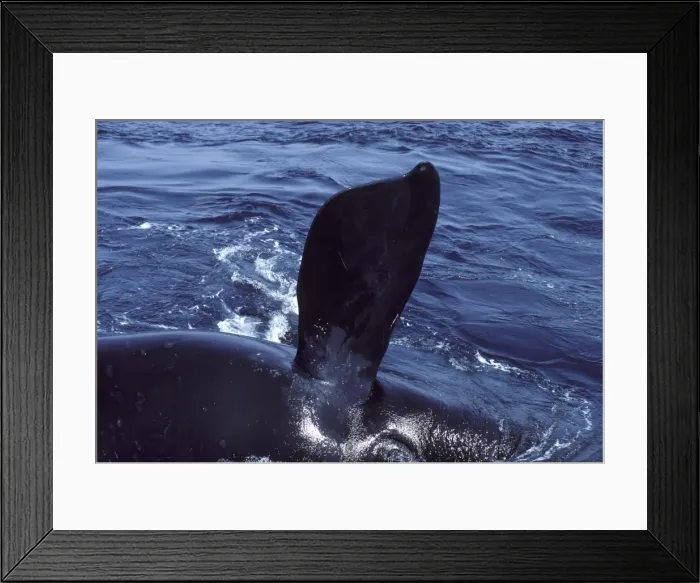 Framed Print : Northern Right whale - Pectoral flipper. The whale is rolling on its side. Its right eye is partly visible at the bottom of the frame. Bay of Fundy, New Brunswick, Canada Framed Print : Northern Right whale - Pectoral flipper. The whale is rolling on its side. Its right eye is partly visible at the bottom of the frame. Bay of Fundy, New Brunswick, Canada