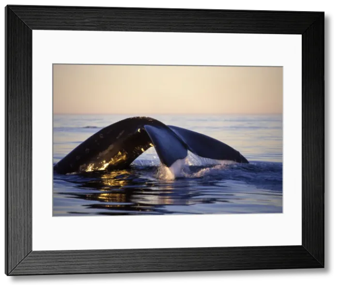 Framed Print : Northern Right whale - Diving, late afternoon. Bay of Fundy, New Brunswick, Canada Framed Print : Northern Right whale - Diving, late afternoon. Bay of Fundy, New Brunswick, Canada