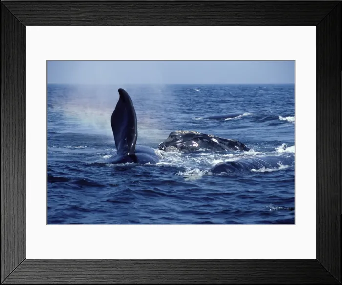 Framed Print : North Right Whale - Courting group. Several males approach a female (on left). Bay of Fundy, New Brunswick, Canada Framed Print : North Right Whale - Courting group. Several males approach a female (on left). Bay of Fundy, New Brunswick, Canada