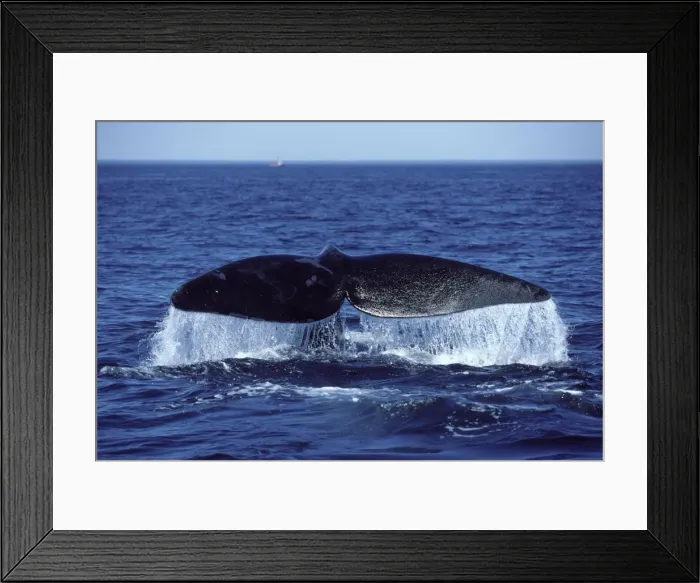 Framed Print : Northern Right whale - Tail (flukes). Bay of Fundy, New Brunswick, Canada Framed Print : Northern Right whale - Tail (flukes). Bay of Fundy, New Brunswick, Canada