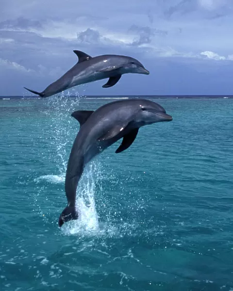 Bottlenose dolphin Carribean. Off Roatan Island, Honduras, Central America