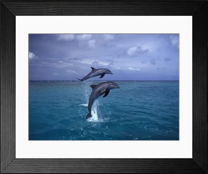 Framed Print : Bottlenose dolphin - two leaping Carribean. Off Roatan Island, Honduras, Central America Framed Print : Bottlenose dolphin - two leaping Carribean. Off Roatan Island, Honduras, Central America