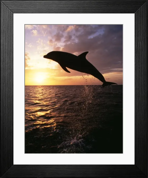 Framed Print : Bottlenose Dolphin Leaping at sunset Framed Print : Bottlenose Dolphin Leaping at sunset