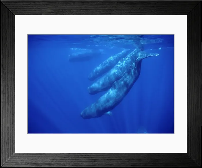 Framed Print : Sperm whale - Social group, females and juveniles. Off the Azores Islands (Portugal), Atlantic Ocean Framed Print : Sperm whale - Social group, females and juveniles. Off the Azores Islands (Portugal), Atlantic Ocean