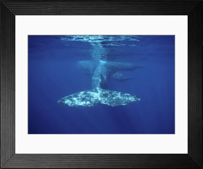 Framed Print : Sperm whale - Social group. Note Killer whale tooth marks / bites on flukes. Photographed off the Azores Islands (Portugal), Atlantic Ocean Framed Print : Sperm whale - Social group. Note Killer whale tooth marks / bites on flukes. Photographed off the Azores Islands (Portugal), Atlantic Ocean