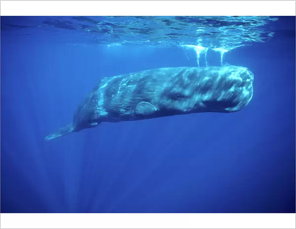 Sperm whale Photographed off the Azores Islands, Atlantic Ocean