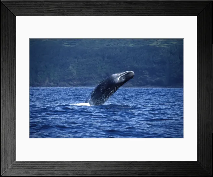 Framed Print : Sperm whale Breaching, off Pico Island, Azores (Portugal), Atlantic Ocean Framed Print : Sperm whale Breaching, off Pico Island, Azores (Portugal), Atlantic Ocean