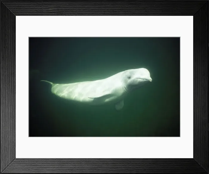 Framed Print : Beluga Churchill River estuary, Churchill, Manitoba, Canada Framed Print : Beluga Churchill River estuary, Churchill, Manitoba, Canada