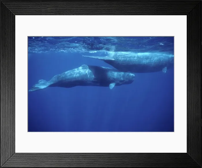 Framed Print : Sperm whale - Calf swimming under mother's tail. Photographed off the Azores Islands (Portugal). North Atlantic Ocean Framed Print : Sperm whale - Calf swimming under mother's tail. Photographed off the Azores Islands (Portugal). North Atlantic Ocean