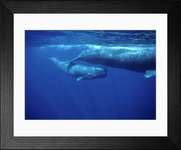 Framed Print : Sperm whale - Calf swimming under mother's tail. Photographed off the Azores Islands (Portugal). North Atlantic Ocean Framed Print : Sperm whale - Calf swimming under mother's tail. Photographed off the Azores Islands (Portugal). North Atlantic Ocean