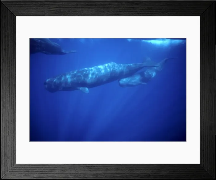 Framed Print : Sperm whale - Calf swimming under mother's tail. Photographed off the Azores Islands (Portugal). North Atlantic Ocean Framed Print : Sperm whale - Calf swimming under mother's tail. Photographed off the Azores Islands (Portugal). North Atlantic Ocean