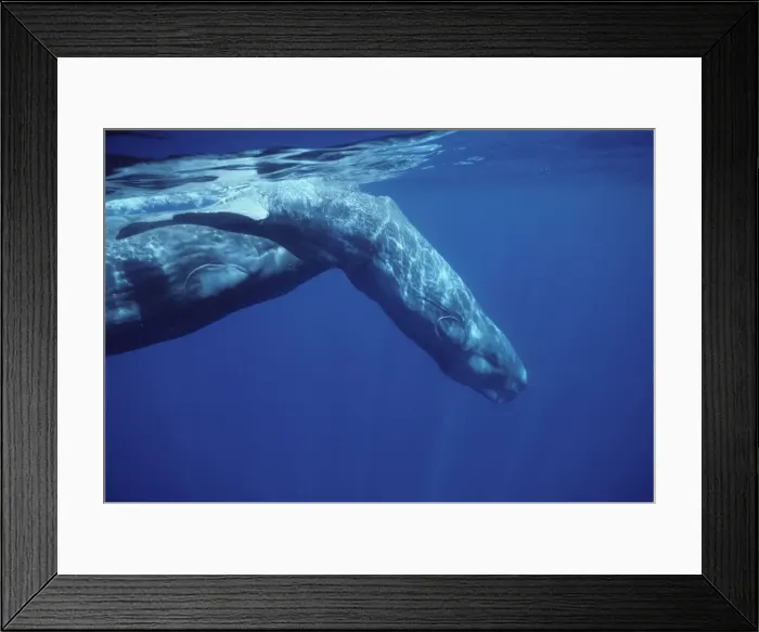 Framed Print : Sperm whale - Calf, diving in front of its mother. Photographed off the Azores Islands (Portugal). North Atlantic Ocean Framed Print : Sperm whale - Calf, diving in front of its mother. Photographed off the Azores Islands (Portugal). North Atlantic Ocean