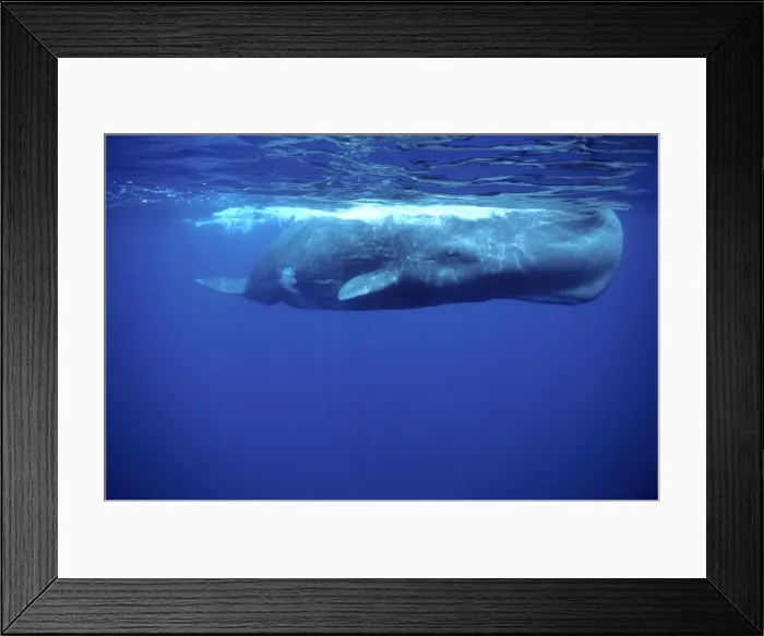 Framed Print : Sperm whale - Off the Azores Islands (Portugal). North Atlantic Ocean Framed Print : Sperm whale - Off the Azores Islands (Portugal). North Atlantic Ocean