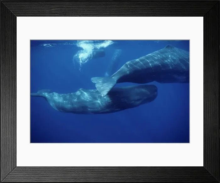 Framed Print : Sperm whale - Social group of females and youngs. Calf swimming under mother's tail. Other pod members visible in background. Azore Islands (Portugal), North Atlantic Ocean Framed Print : Sperm whale - Social group of females and youngs. Calf swimming under mother's tail. Other pod members visible in background. Azore Islands (Portugal), North Atlantic Ocean