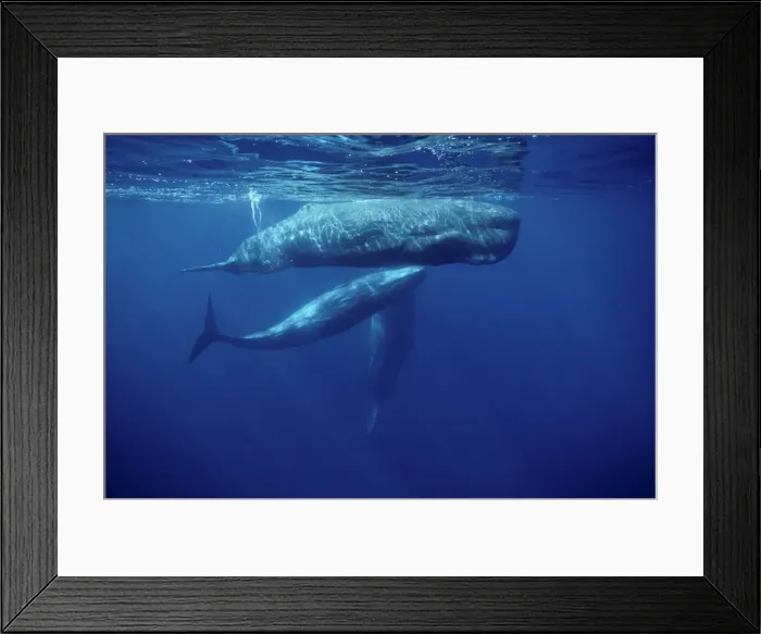 Framed Print : Sperm whale - Social group adult and juveniles. Photographed off the Azores Islands (Portugal). North Atlantic Ocean Framed Print : Sperm whale - Social group adult and juveniles. Photographed off the Azores Islands (Portugal). North Atlantic Ocean